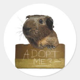 Adoptie voor redding van cavia's ronde sticker