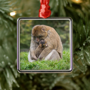 Adorable baby dieren Familie van berberapen Metalen Ornament