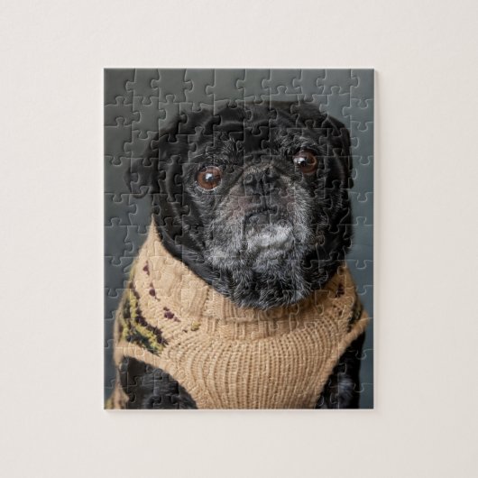 Adorable black pug in a sweater legpuzzel (Verticaal)