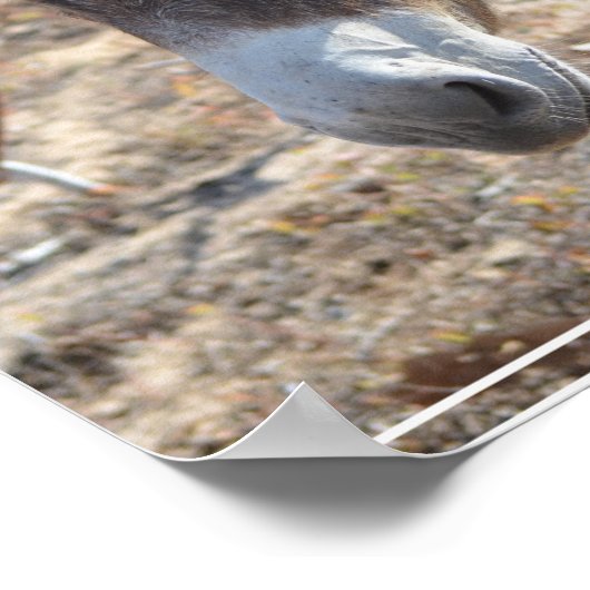 Adorable Donkey Poster (Hoek)