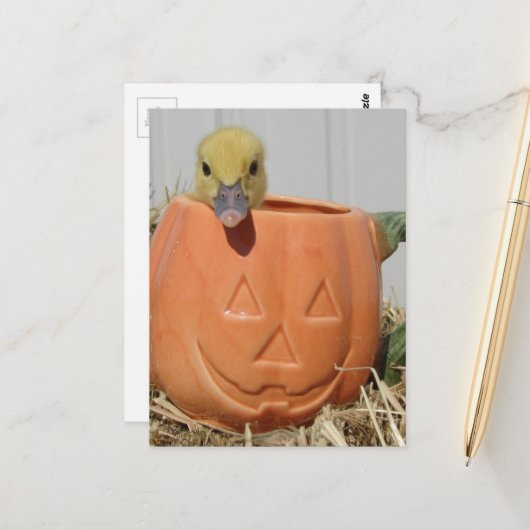 Adorable Duckling in a Pumpkin  Briefkaart (Voorkant / Achterkant in situ)