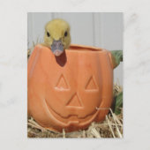 Adorable Duckling in a Pumpkin  Briefkaart (Voorkant)