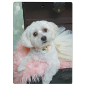 Adorable Fancy White Puppy Portrait Photo Klembord (Achterkant)