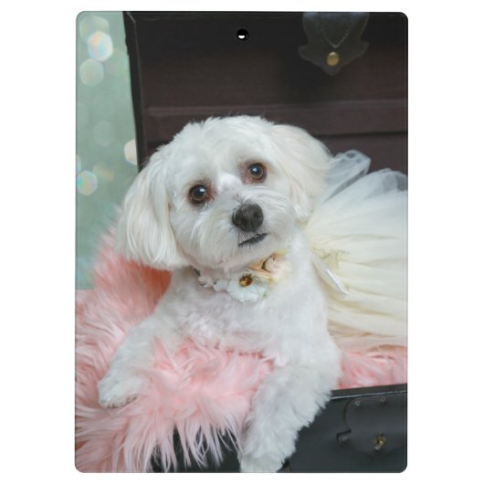 Adorable Fancy White Puppy Portrait Photo Klembord (Achterkant)