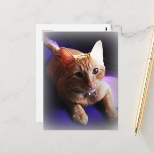 Adorable ginger tabby on a purple couch briefkaart (Voorkant / Achterkant in situ)