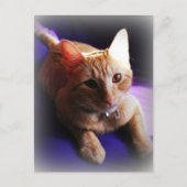 Adorable ginger tabby on a purple couch briefkaart (Voorkant)