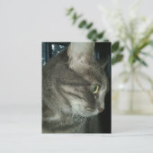 adorable grey tabby cat briefkaart (Staand voorkant)