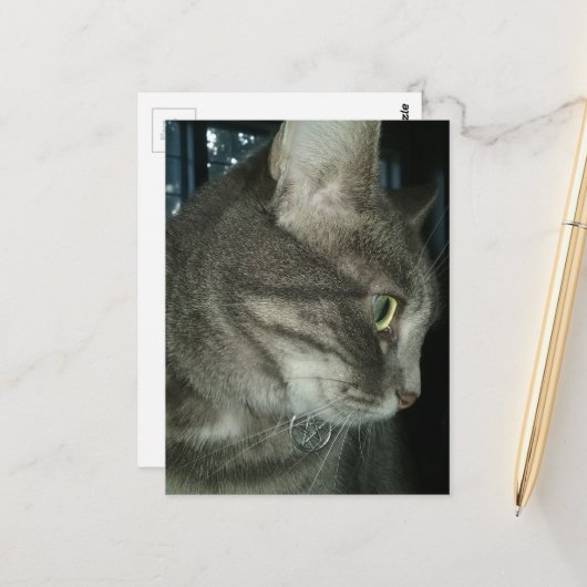 adorable grey tabby cat briefkaart (Voorkant / Achterkant in situ)