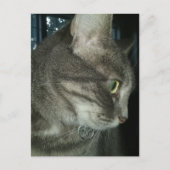 adorable grey tabby cat briefkaart (Voorkant)