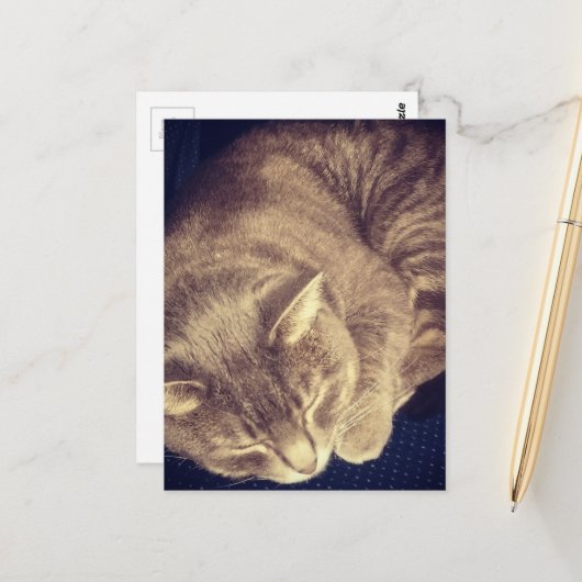 adorable grey tabby cat sleeping briefkaart (Voorkant / Achterkant in situ)