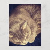adorable grey tabby cat sleeping briefkaart (Voorkant)