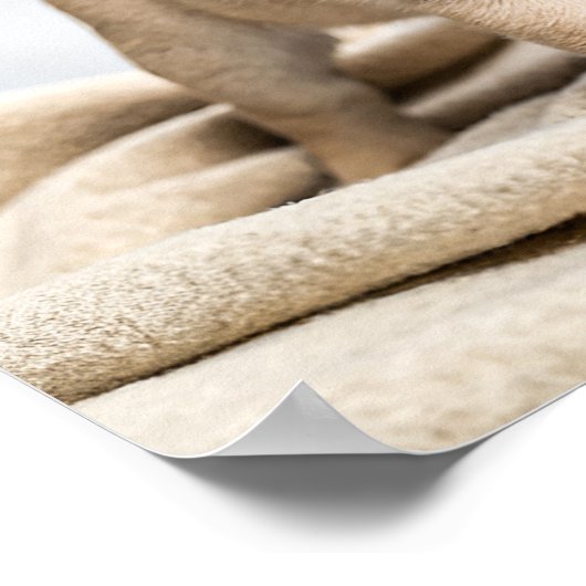 Adorable pug puppy poster (Hoek)