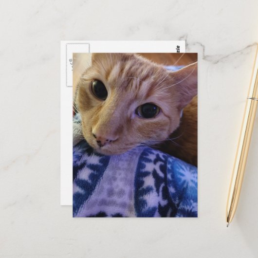 Adorable Sleepy Ginger Kitty Briefkaart (Voorkant / Achterkant in situ)