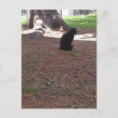 adorable stray black kitty briefkaart (Voorkant)