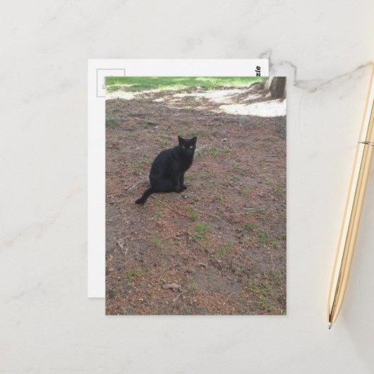 adorable stray black kitty briefkaart (Voorkant / Achterkant in situ)