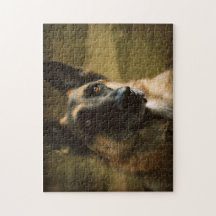 Adoroing German Shepherd Foto