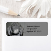 Adres Afrikaanse grijze papegaai Etiket (Insitu)