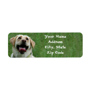 Adresetiketten met gele labrador Retriever Etiket
