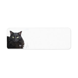 Adresetiketten met zwarte kat etiket