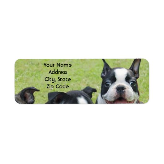 Adresetiketten van de Boston Terrier Etiket (Voorkant)