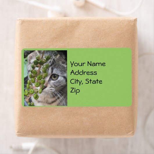 Adresetiketten voor het verbergen van Kitten Etiket (Insitu)