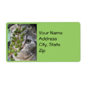 Adresetiketten voor het verbergen van Kitten Etiket (Voorkant)