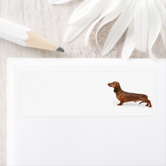 adreslabel van dashond etiket (Insitu)