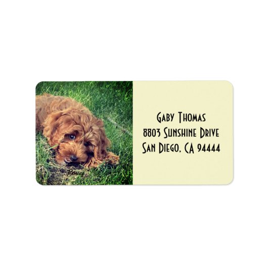 Adreslabels met Golden Doodle Etiket (Voorkant)