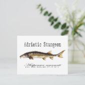 Adriatische Sturgeon Item Briefkaart (Staand voorkant)