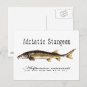 Adriatische Sturgeon Item Briefkaart (Voorkant / Achterkant)