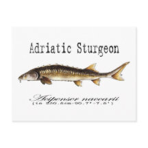 Adriatische Sturgeon Item