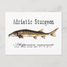 Adriatische Sturgeon Item Briefkaart
