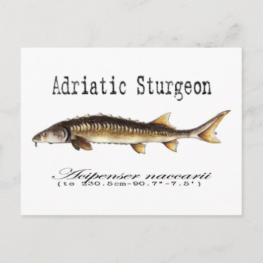 Adriatische Sturgeon Item Briefkaart (Voorkant)