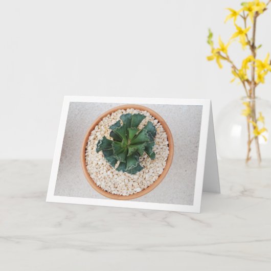 Adromischus Cristatus, Crinkle Leaf Succulent Kaart (Gele Bloem)