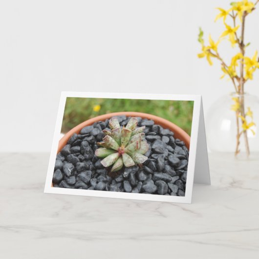 Adromischus, sappig Plant in pot Kaart (Gele Bloem)
