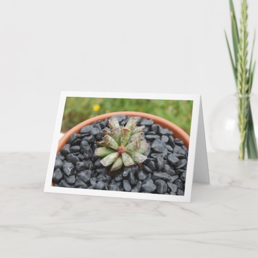 Adromischus, sappig Plant in pot Kaart (Voorkant)