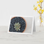 Adromischus, Succulent Plant in Pot Kaart (Gele Bloem)