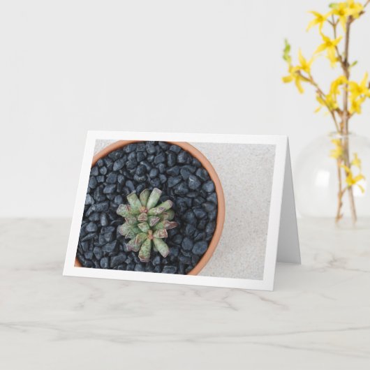 Adromischus, Succulent Plant in Pot Kaart (Gele Bloem)