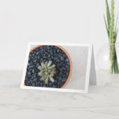 Adromischus, Succulent Plant in Pot Kaart (Voorkant)