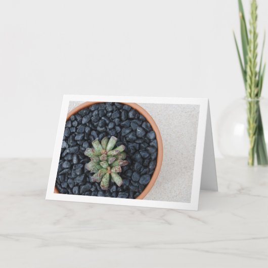 Adromischus, Succulent Plant in Pot Kaart (Voorkant)