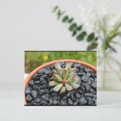 Adromischus, Succulente Plant Briefkaart (Staand voorkant)