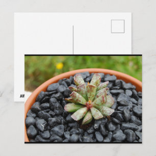 Adromischus, Succulente Plant Briefkaart