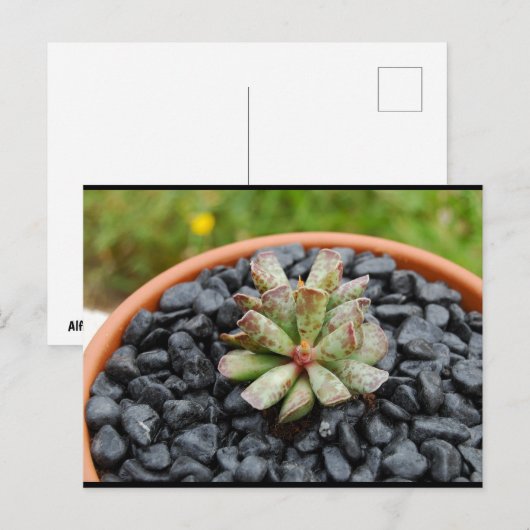 Adromischus, Succulente Plant Briefkaart (Voorkant / Achterkant)