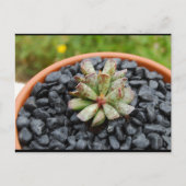 Adromischus, Succulente Plant Briefkaart (Voorkant)