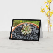 Adromischus, Vette Plant Kaart (Gele Bloem)