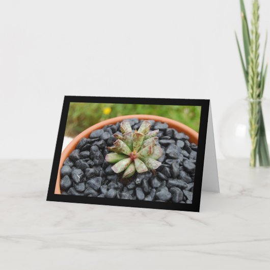 Adromischus, Vette Plant Kaart (Voorkant)