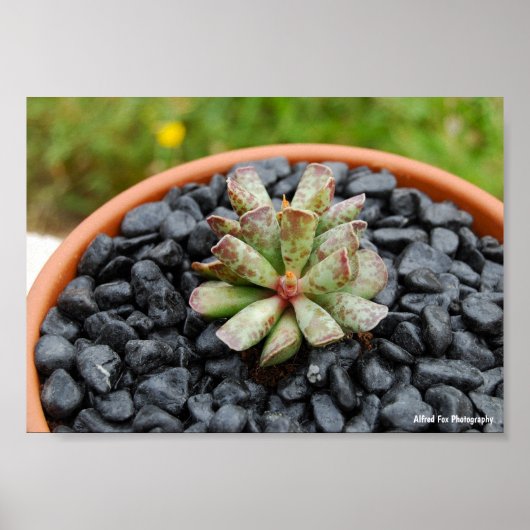 Adromischus, Vette Plant Poster (Voorkant)