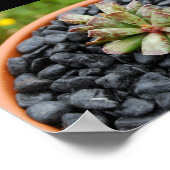 Adromischus, Vette Plant Poster (Hoek)