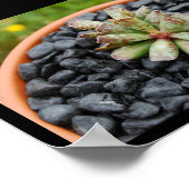 Adromischus, Vette Plant Poster (Hoek)
