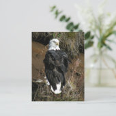Adult Bald Eagle op Ballyhoo Mountain Briefkaart (Staand voorkant)